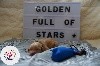 Thomas Golden Full of Stars