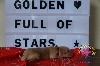 Ripple Salmacis Golden Full of Stars