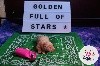 Tanakee Golden Full of Stars