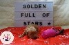 Toundra Golden Full of Stars