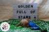 Titus Golden Full of Stars