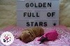 Tagada's Fairy Tale Golden Full of Stars