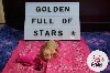 Tinkerbell Golden Full of Stars