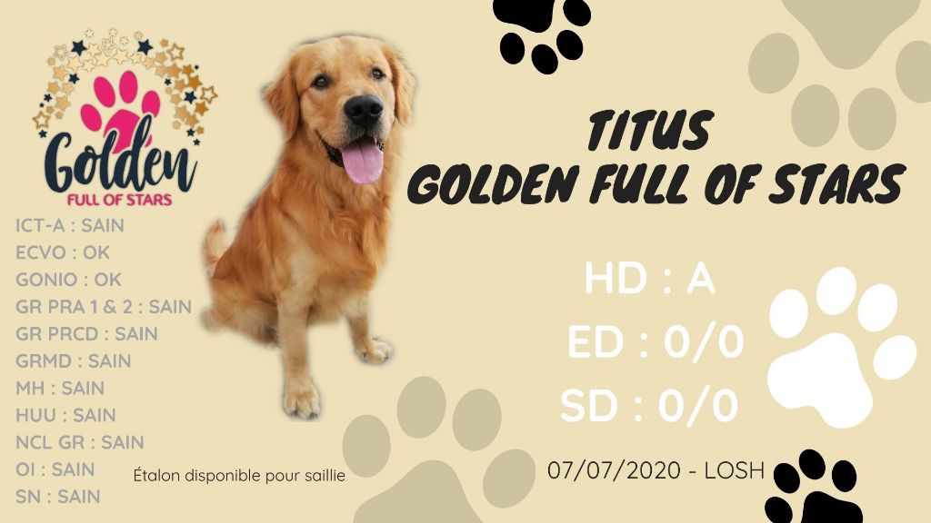 Golden Full Of Stars - Titus, étalon disponible pour saillie